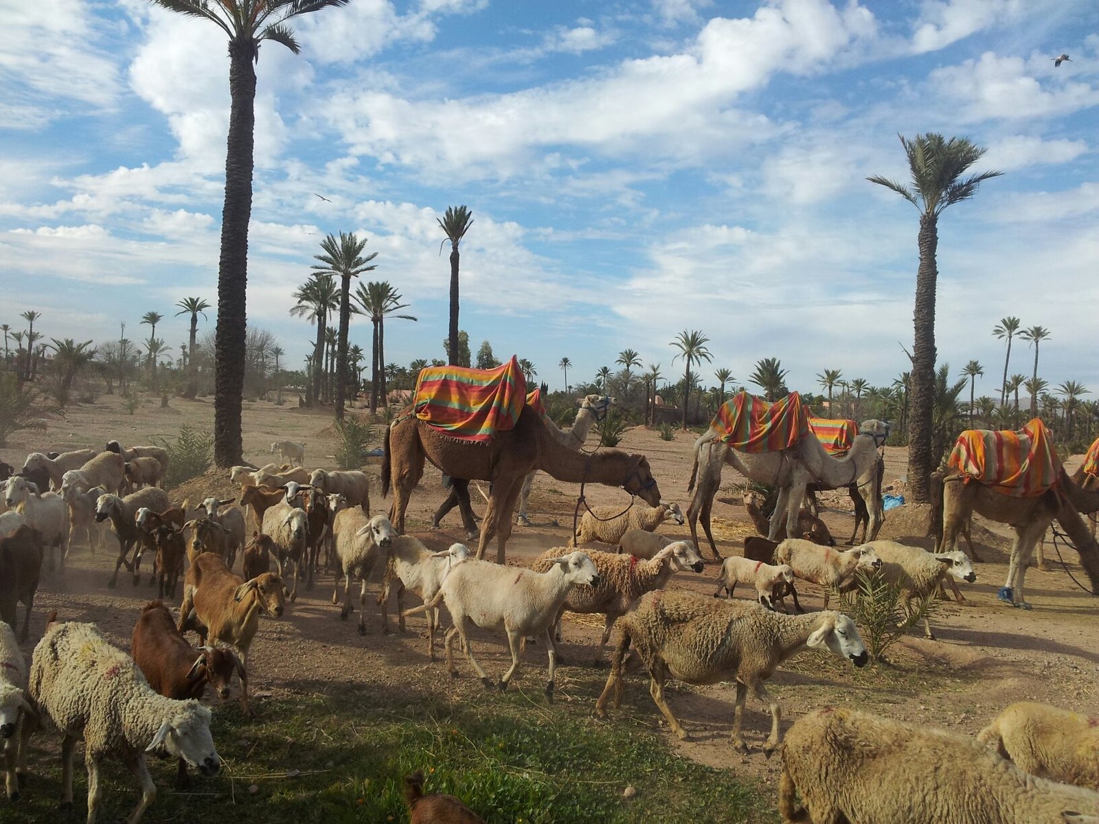 Palmeraie de Marrakech